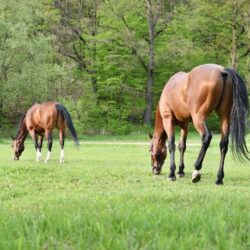 How Long after Mowing can horses Graze