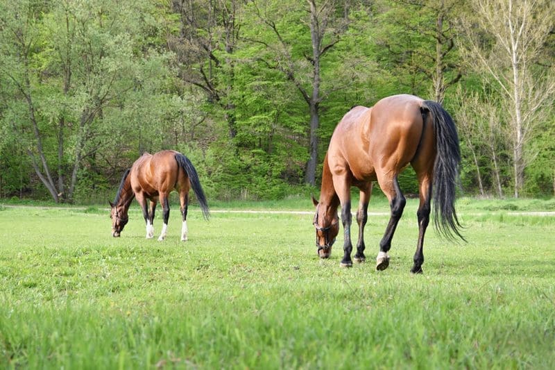 How long after mowing can horses graze