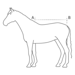 Mattes Dressage Sheet Size Guide