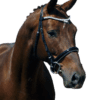 Patent Noseband on Horse Black with White Padding
