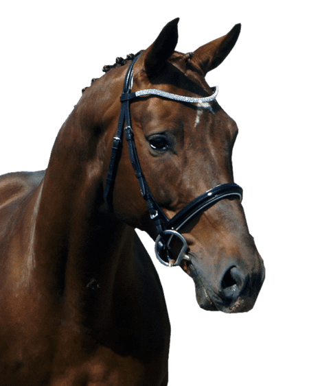 Patent Noseband on Horse Black with White Padding