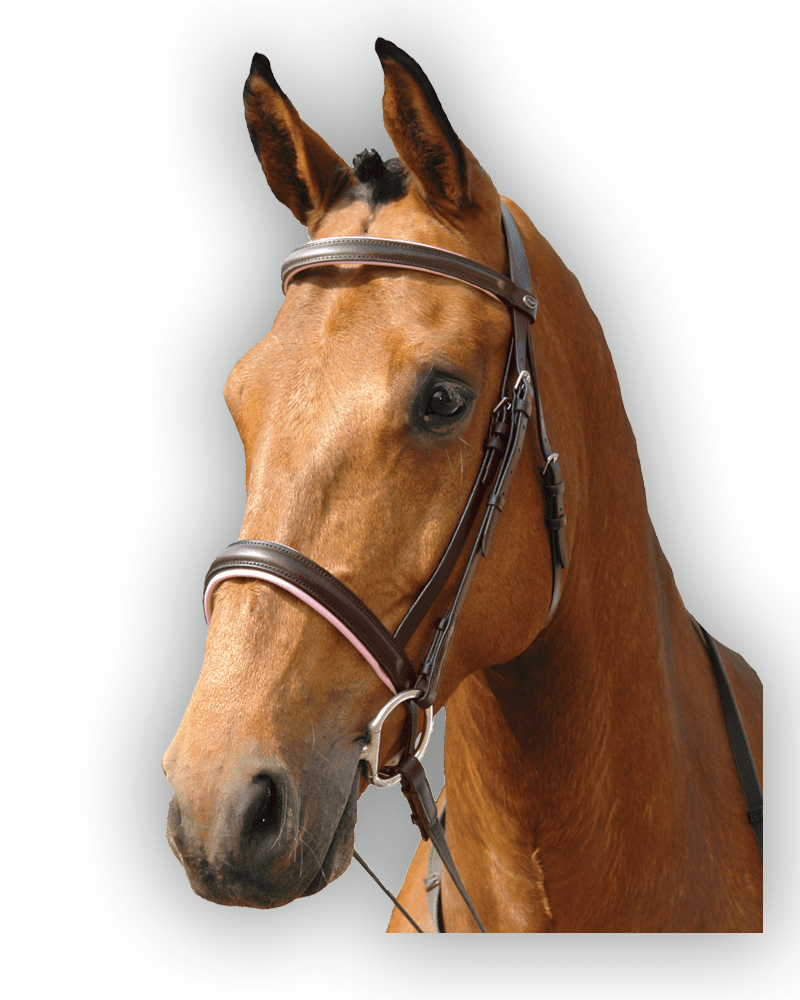 Bridle Brown with Baby Pink Padding