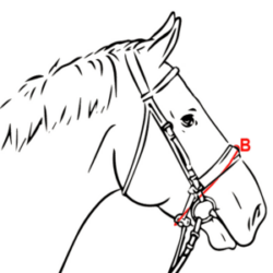 Sport Noseband Size Guide