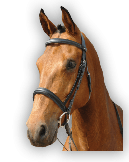 Bridle Black with Black Padding