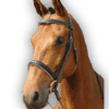 Bridle Black with Sand Beige Padding