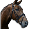 Noseband on Horse Brown Patent