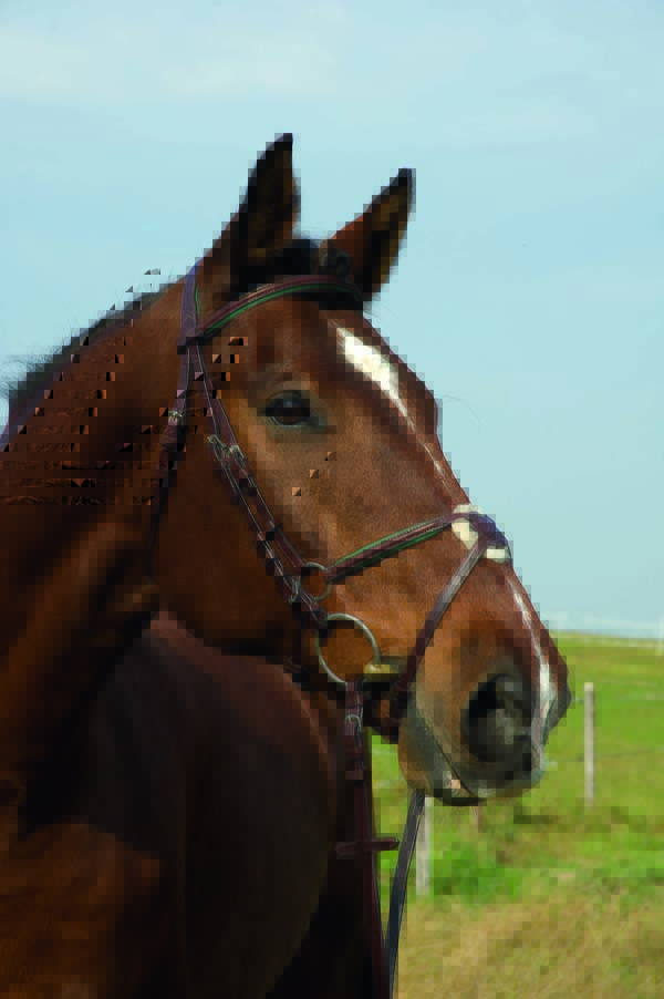 Best Bridle for horse with sensitive ears Pink Equine