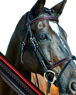 Stock Custom Bridles