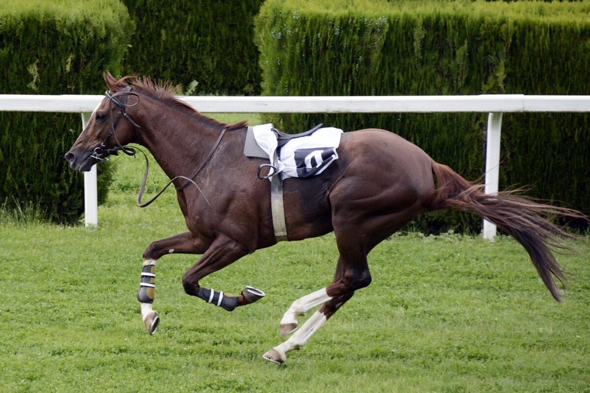 How much does a saddle weigh? 1 Horse Racing Saddle