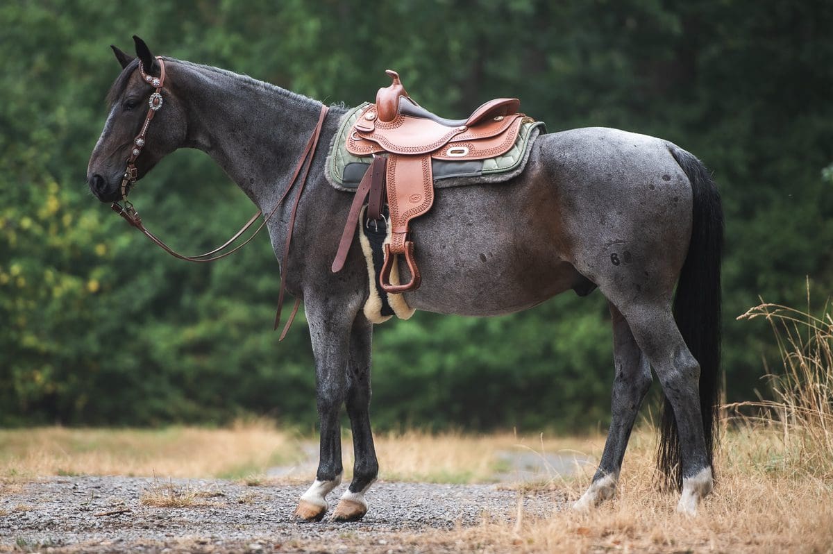 How much does a saddle weigh? Pink Equine