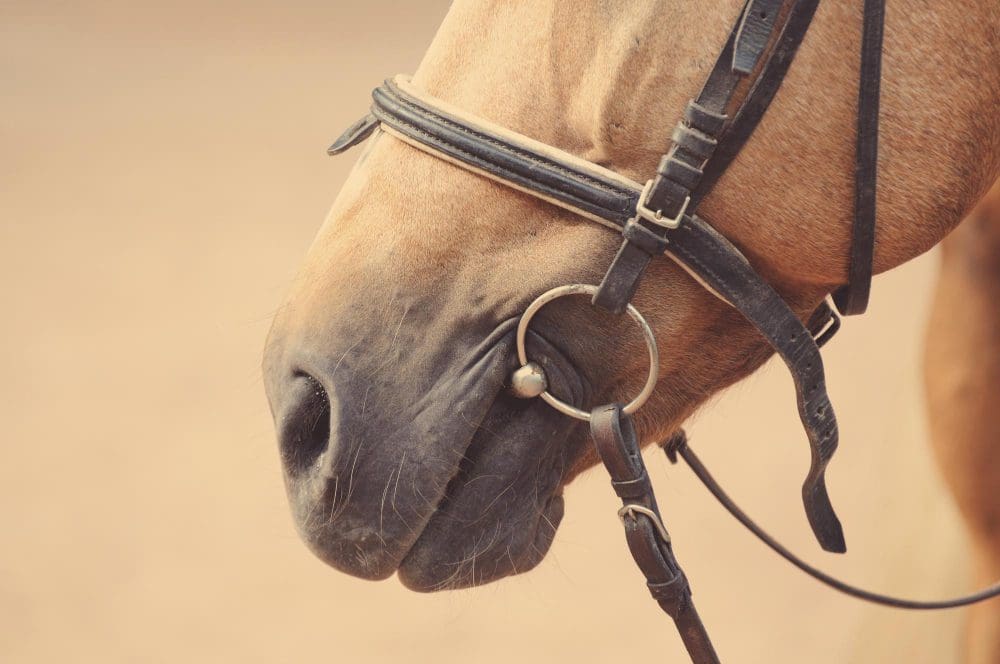 How to make sure your horse bit fits correctly