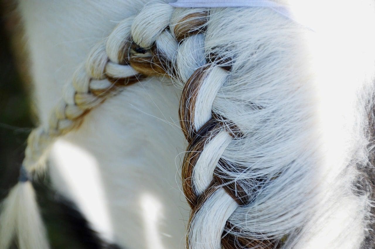 Braiding your horse for dressage