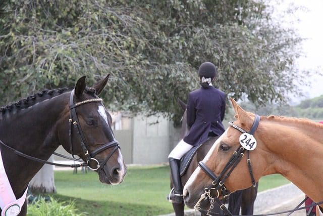 British Dressage Membership