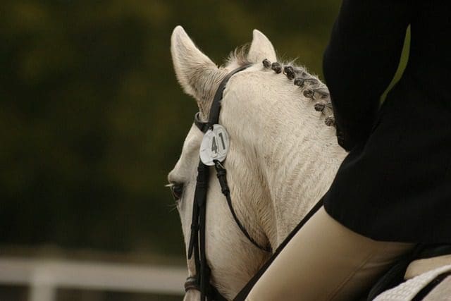 A British Dressage Rider