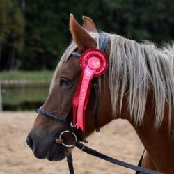 British dressage Membership and horse registration.