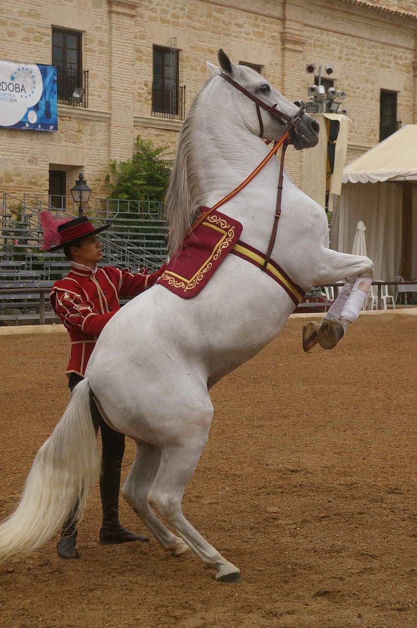 A horse performing a Canter Pirouette whilst riderless