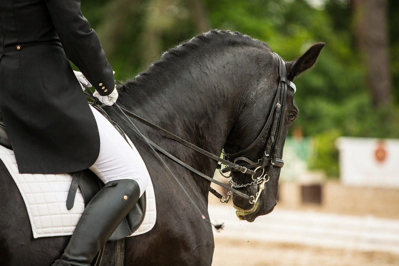 Horse Competing in CDI Dressage