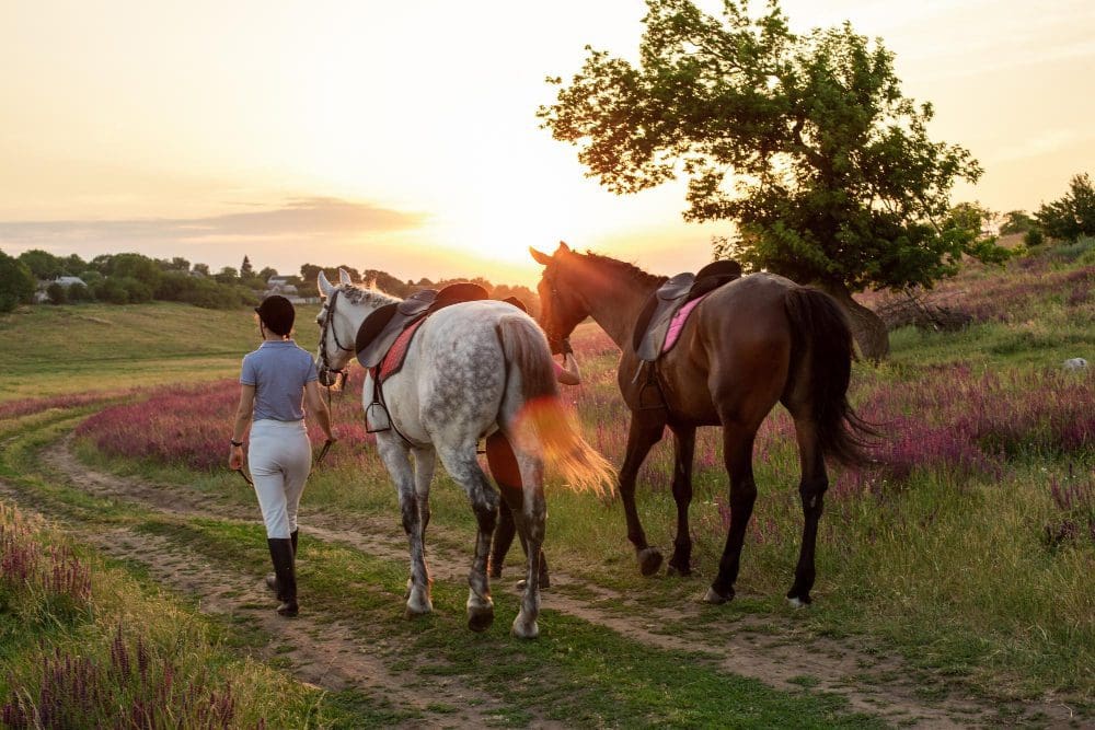 Dressage Rider Training Programs