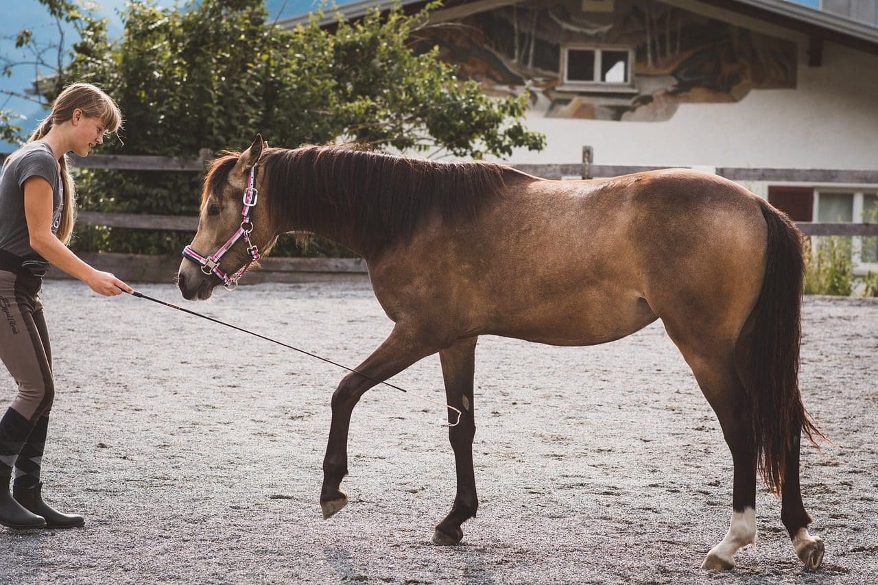 Working with your horse from the ground