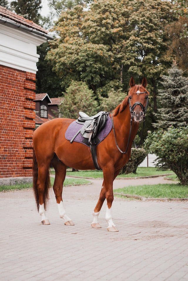 Horse Tack Dressage Rules