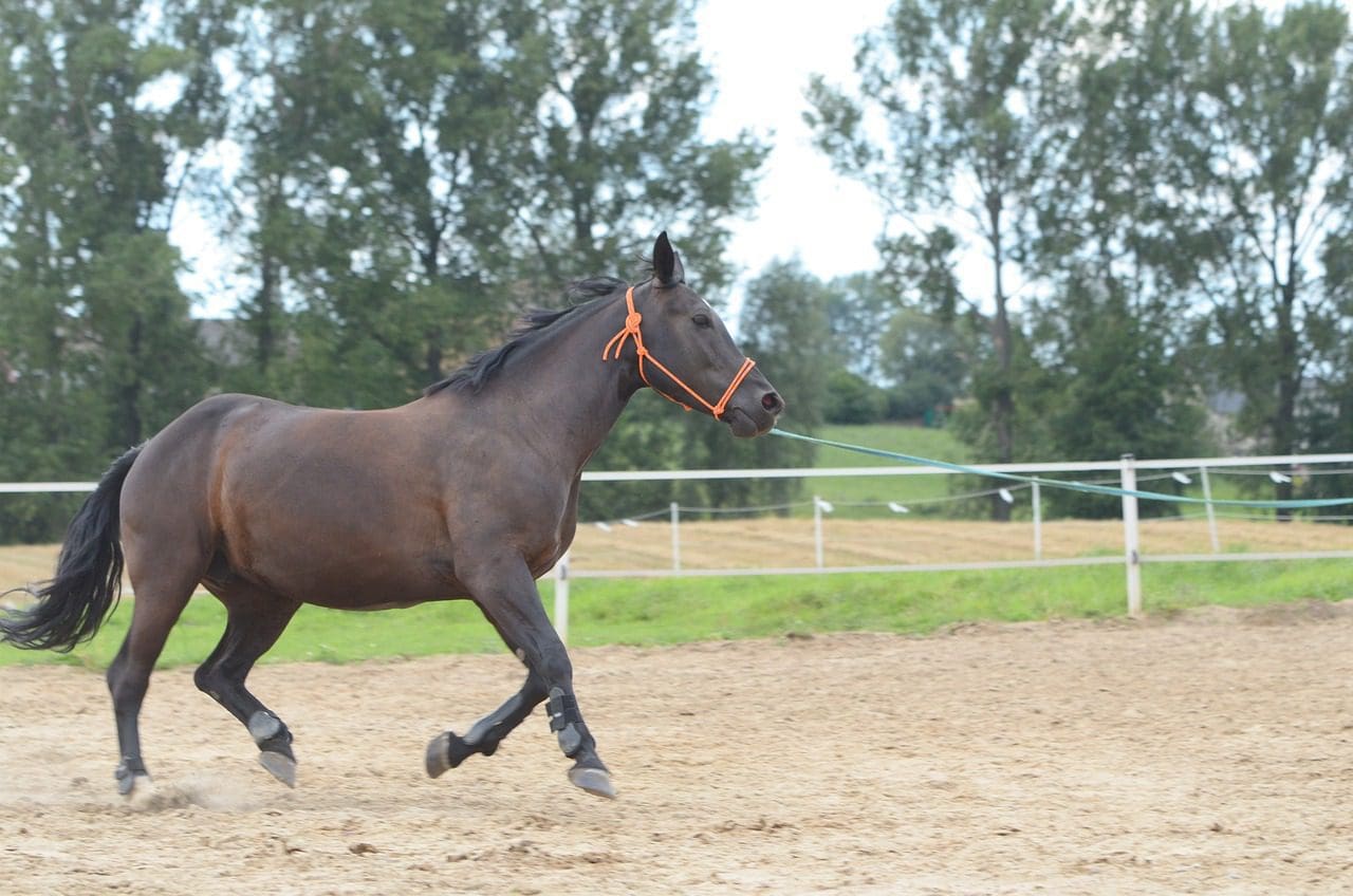 How to train a dressage horse