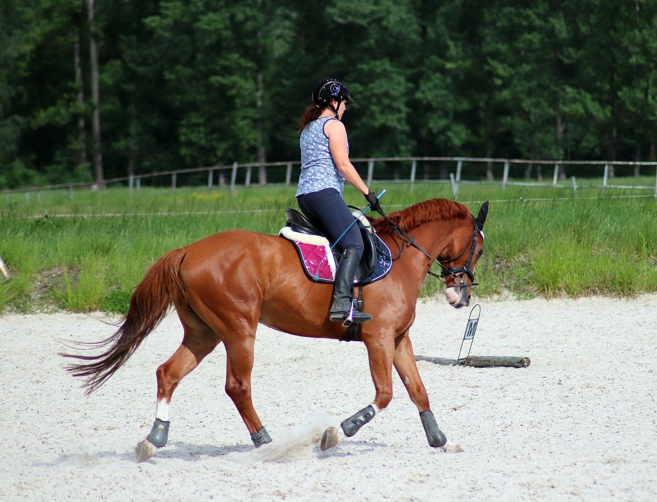 A beginner training for dressage