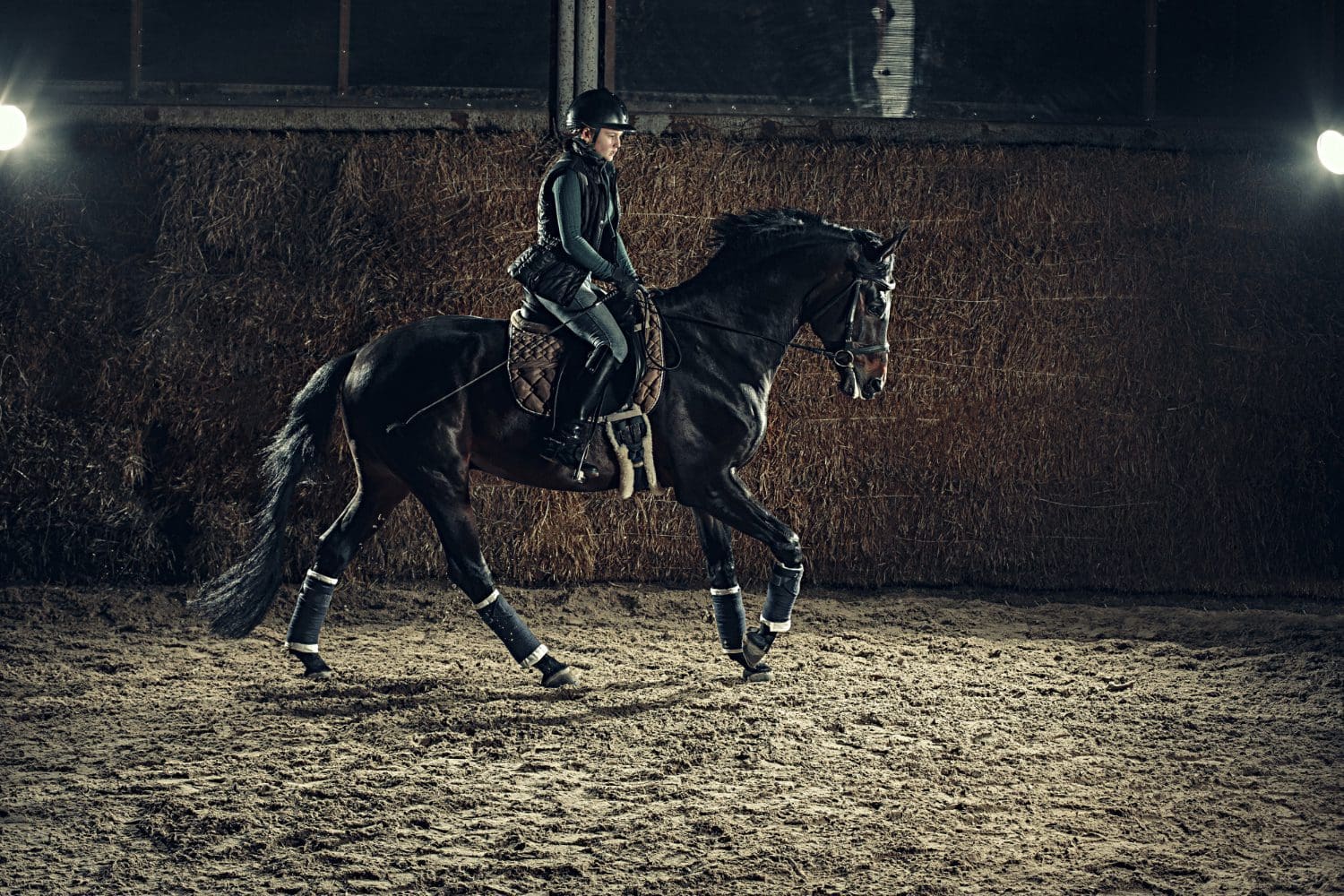 A top dressage horse