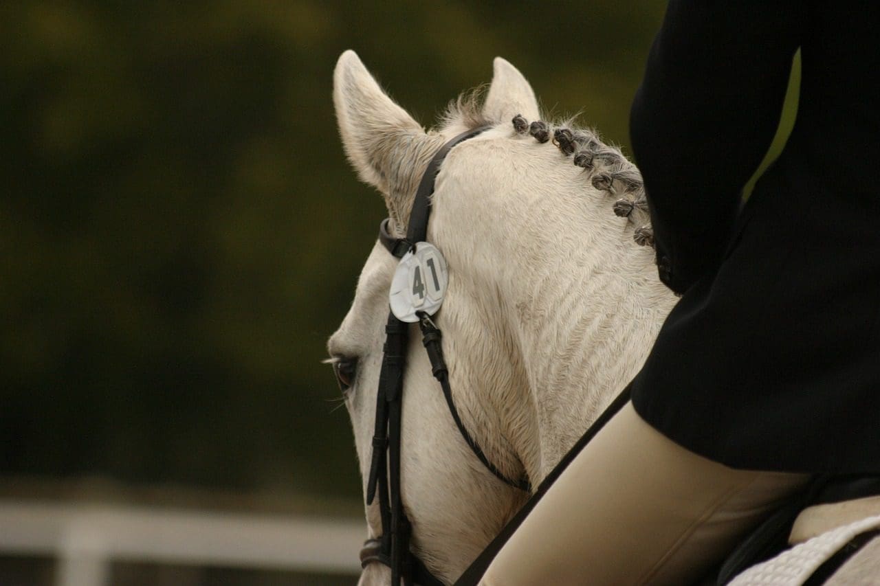 Unaffiliated Dressage