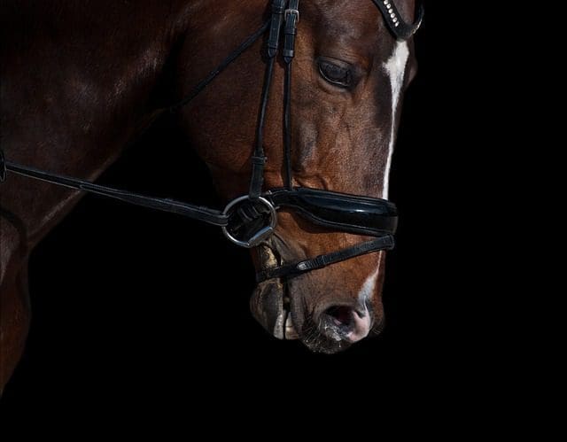 Dressage Legal Bits