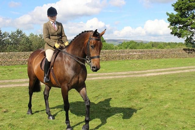 History of Horse Tack
