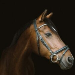 How to measure for a bridle