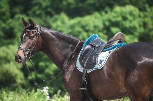 how should a beginner tack a horse