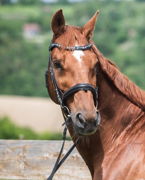 Best Bridles for horses