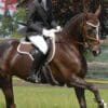 Mattes Eurofit All Purpose Saddle Pad Brown