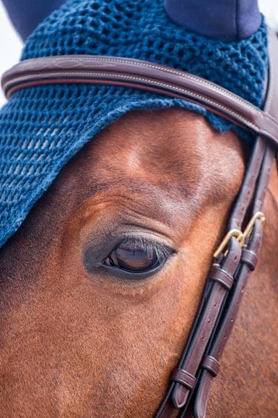Best shop horse tack