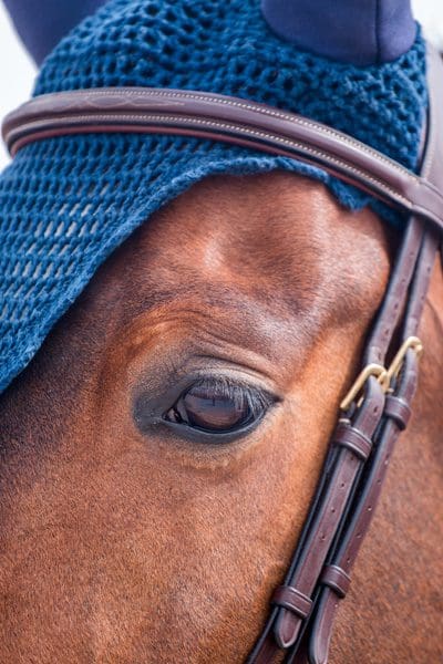 Best Bridle for horse with sensitive ears