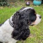 Diamante Crystal Dog Collars set with 4 rows of cut stones