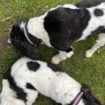 Diamante Crystal Dog Collars set with 4 rows of cut stones