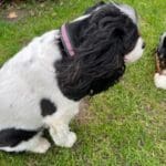 Diamante Crystal Dog Collars set with 4 rows of cut stones