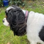 Diamante Crystal Dog Collars set with 4 rows of cut stones