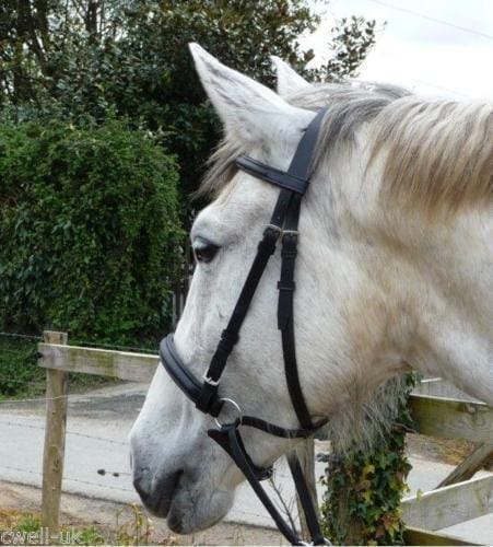 A guide to different types of bridles? 5 Bitless bridle