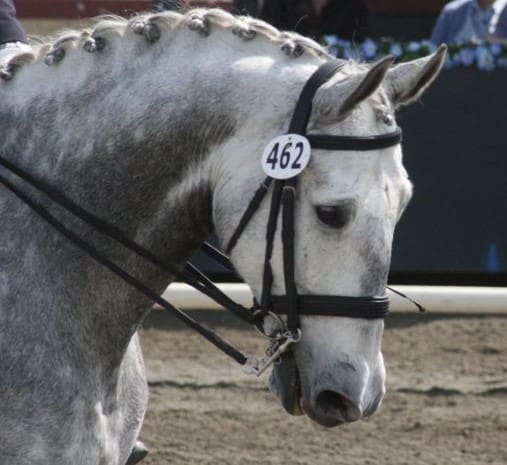 A guide to different types of bridles? 3 Double or Weymouth bridle