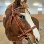 Pink Equine Bridle