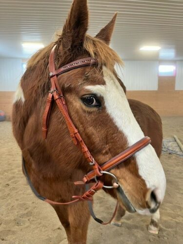 Pink Equine Bridle