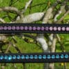 Pink Equine Sport Tyffany Straight Browband 2