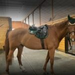 Regina Ciarleglio Eurofit saddle pad and Ear Bonnet