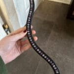 Tyffany Custom Crystal Wave Browband