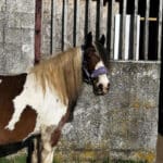 Tyffany Wave Browband