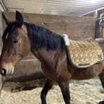 Hannah T Gold Saddle Pad