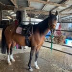 Slimline Crescent Girth